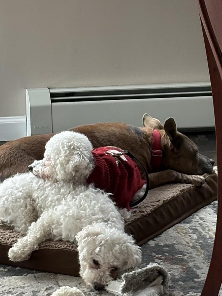 Enlarge Patsy, a Adoptable Bichon Frise in East Greenville, PA image 6/6