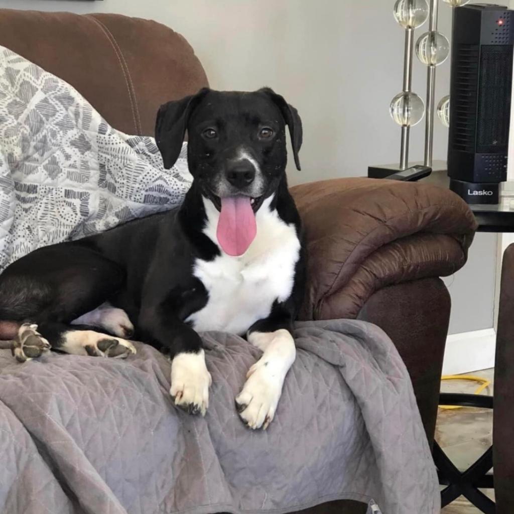 Ethan, Adoptable, Adult Male Mixed Breed.