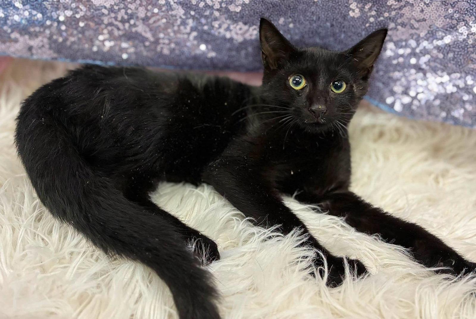 Enlarge Risk, a Adoptable Domestic Short Hair in Clarkesville, GA image 1/1