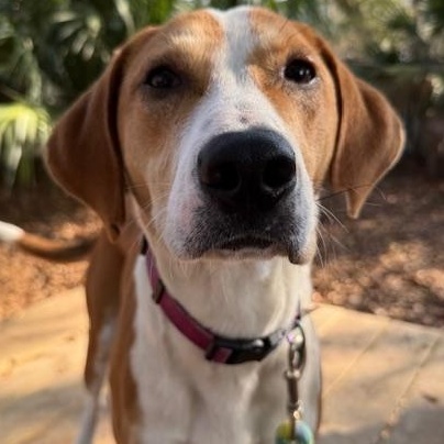 Enlarge Jesse James (in foster care), a ADOPTABLE Mixed Breed in Charleston, SC image 1/3