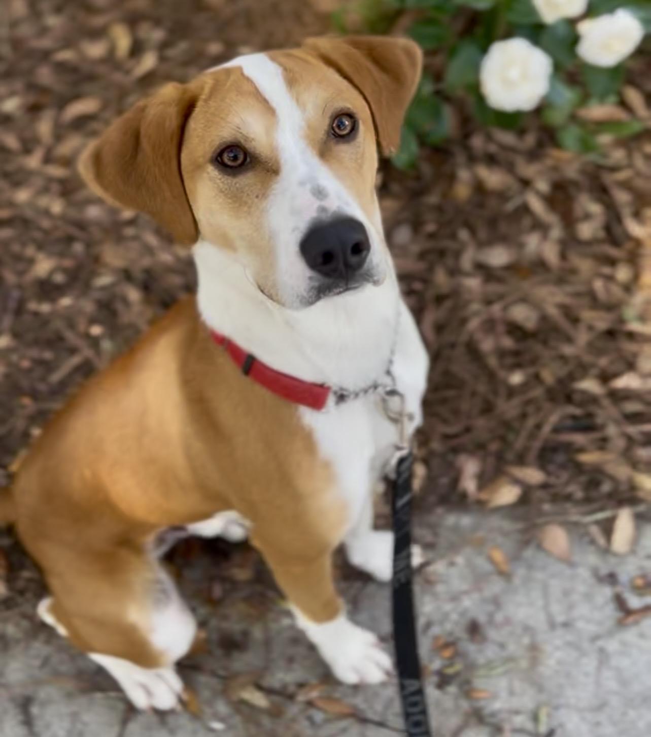 Enlarge Jesse James (in foster care), a ADOPTABLE Mixed Breed in Charleston, SC image 4/6