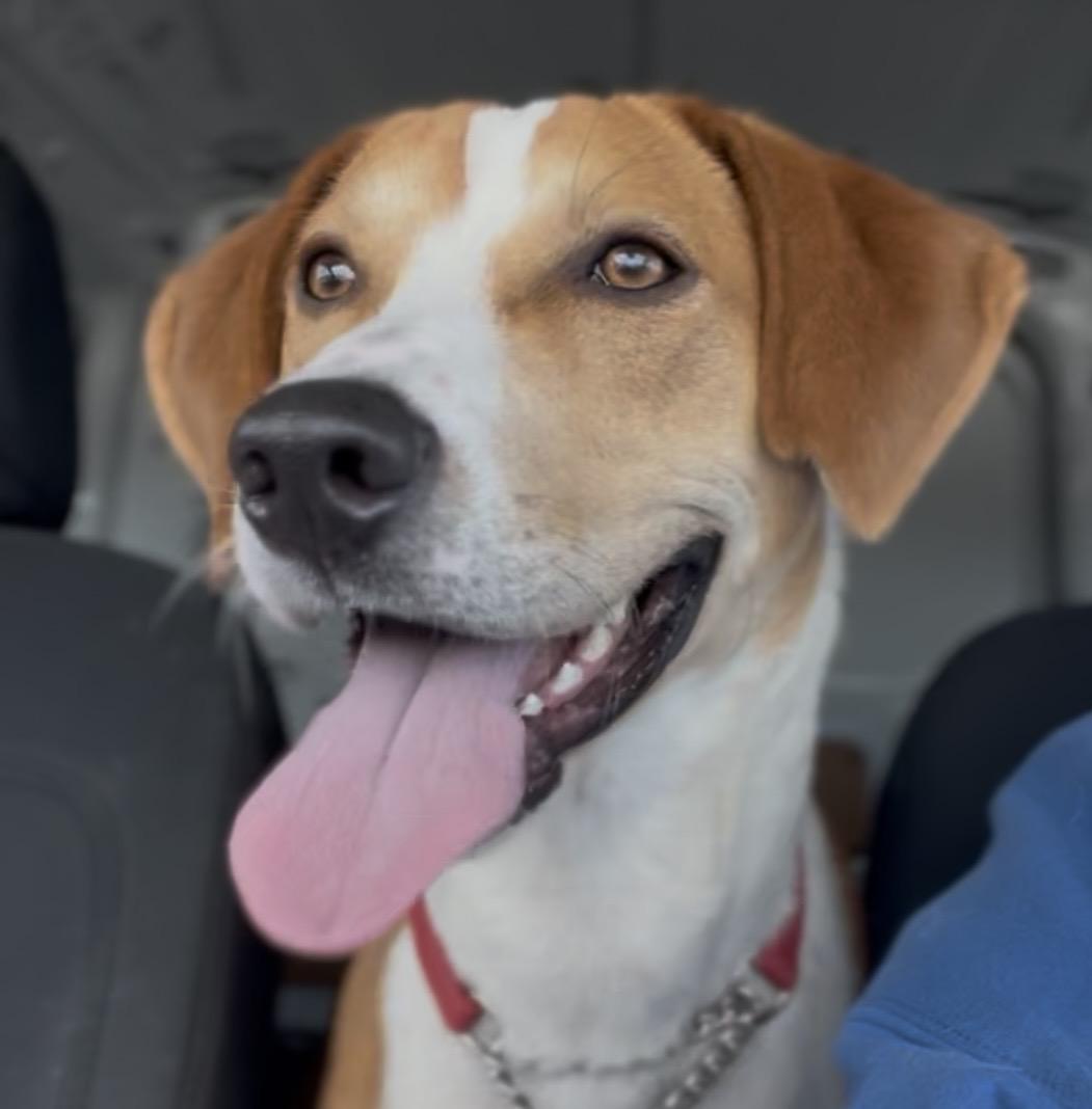 Enlarge Jesse James (in foster care), a ADOPTABLE Mixed Breed in Charleston, SC image 2/6