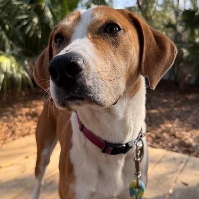 Enlarge Jesse James (in foster care), a ADOPTABLE Mixed Breed in Charleston, SC image 2/3