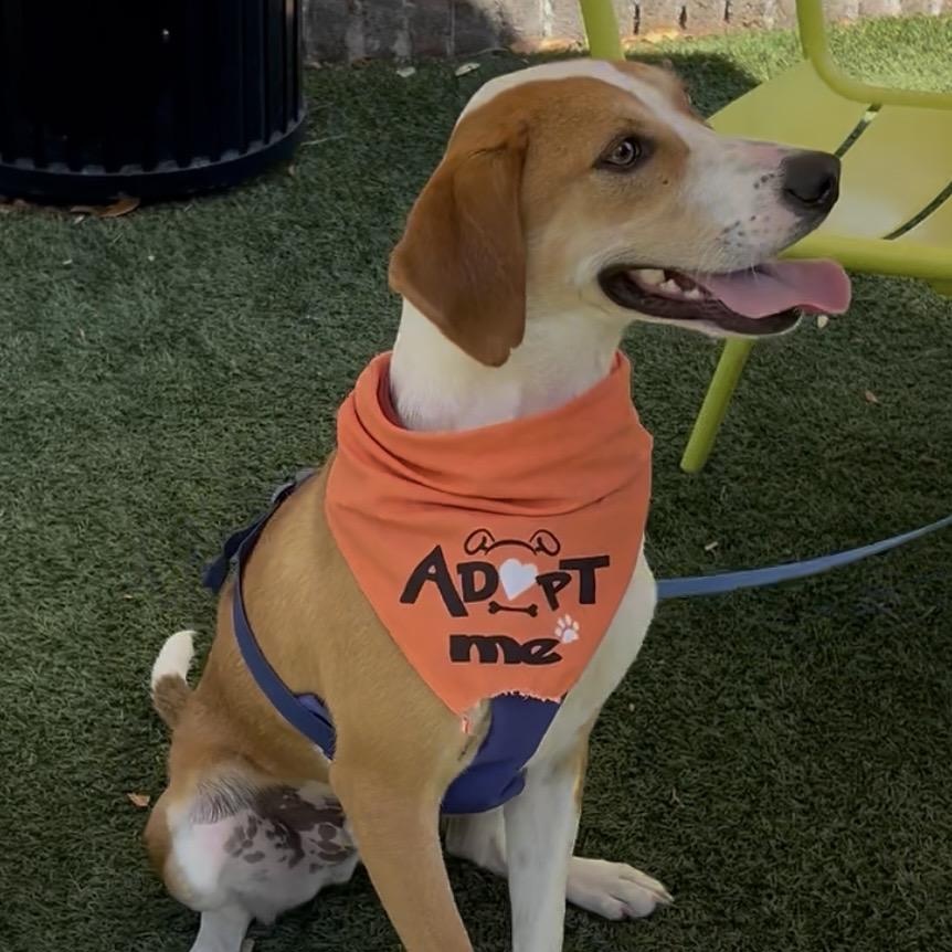 Enlarge Jesse James (in foster care), a ADOPTABLE Mixed Breed in Charleston, SC image 3/6