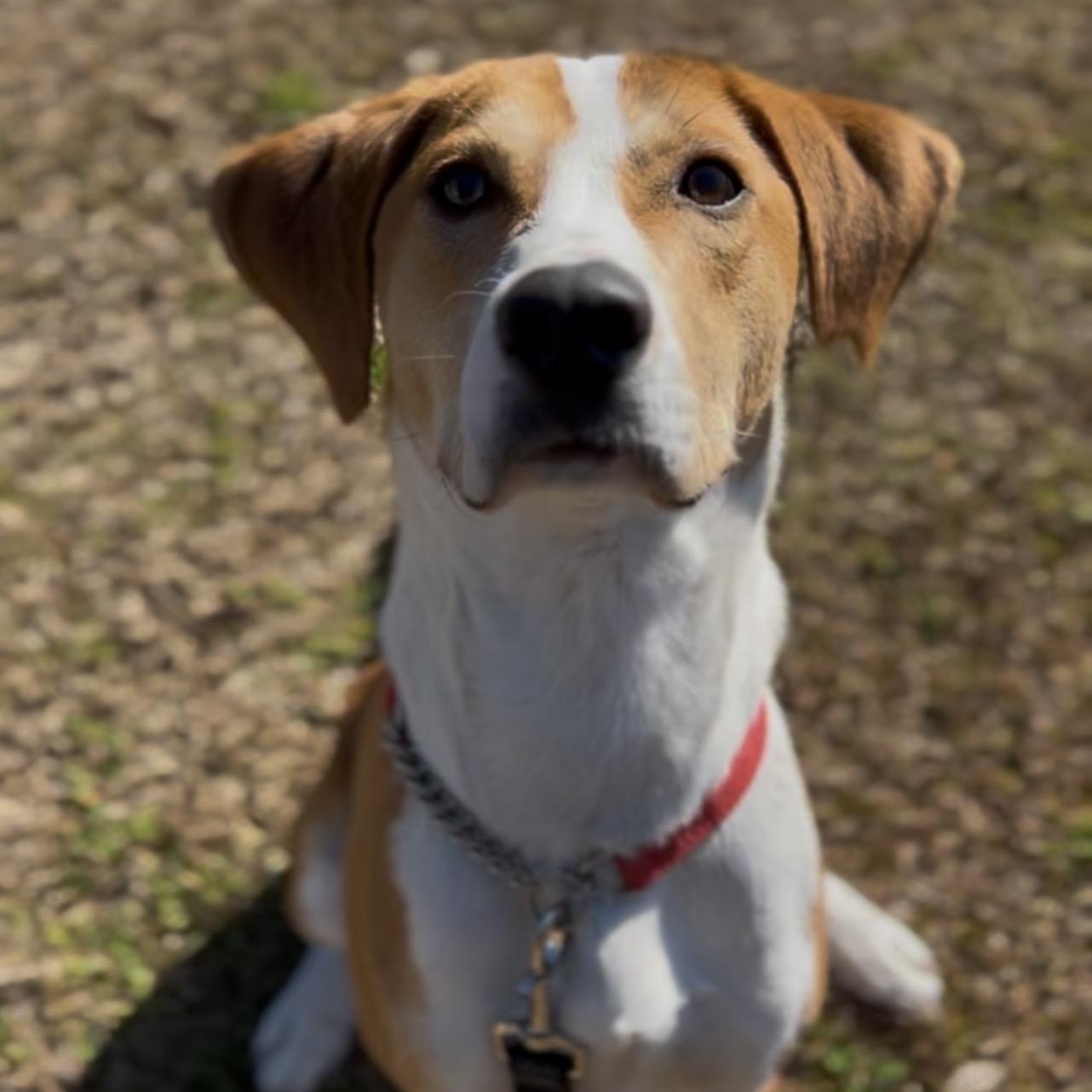 Jesse James (in foster care), ADOPTABLE, Young Male Mixed Breed.