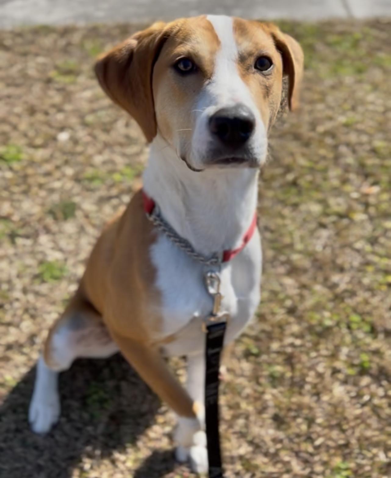 Enlarge Jesse James (in foster care), a ADOPTABLE Mixed Breed in Charleston, SC image 5/6