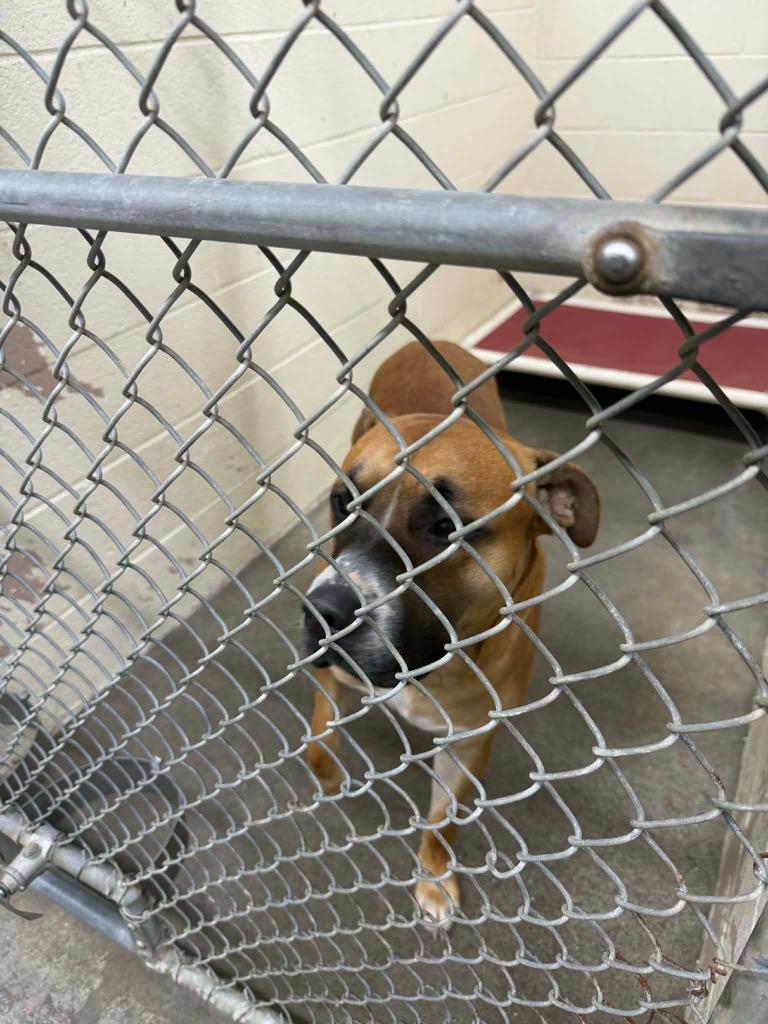 Enlarge Kahn, a Adoptable mixed breed in St. Helens, OR image 1/6