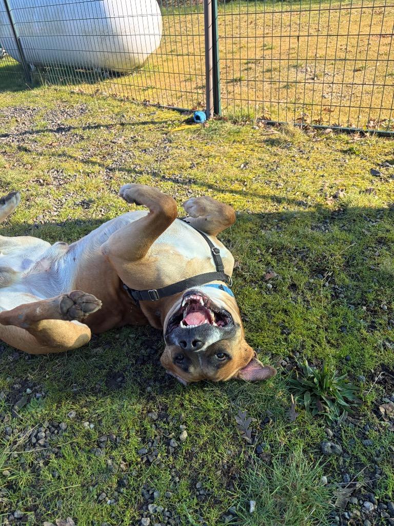 Enlarge Kahn, a Adoptable mixed breed in St. Helens, OR image 3/6
