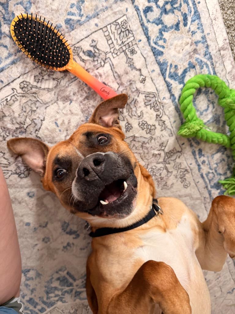 Enlarge Kahn, a Adoptable mixed breed in St. Helens, OR image 4/6