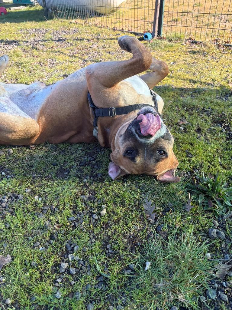 Enlarge Kahn, a Adoptable mixed breed in St. Helens, OR image 5/6