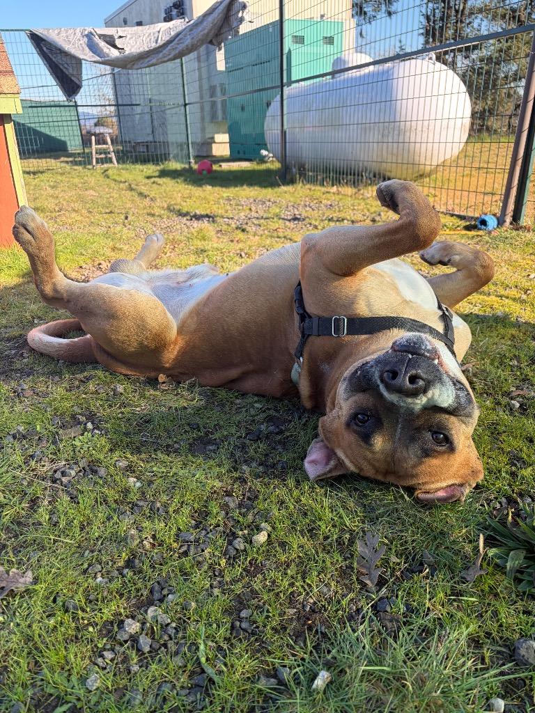 Enlarge Kahn, a Adoptable mixed breed in St. Helens, OR image 6/6
