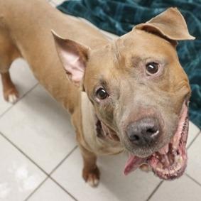 Finny, Adoptable, Senior Male Mixed Breed.