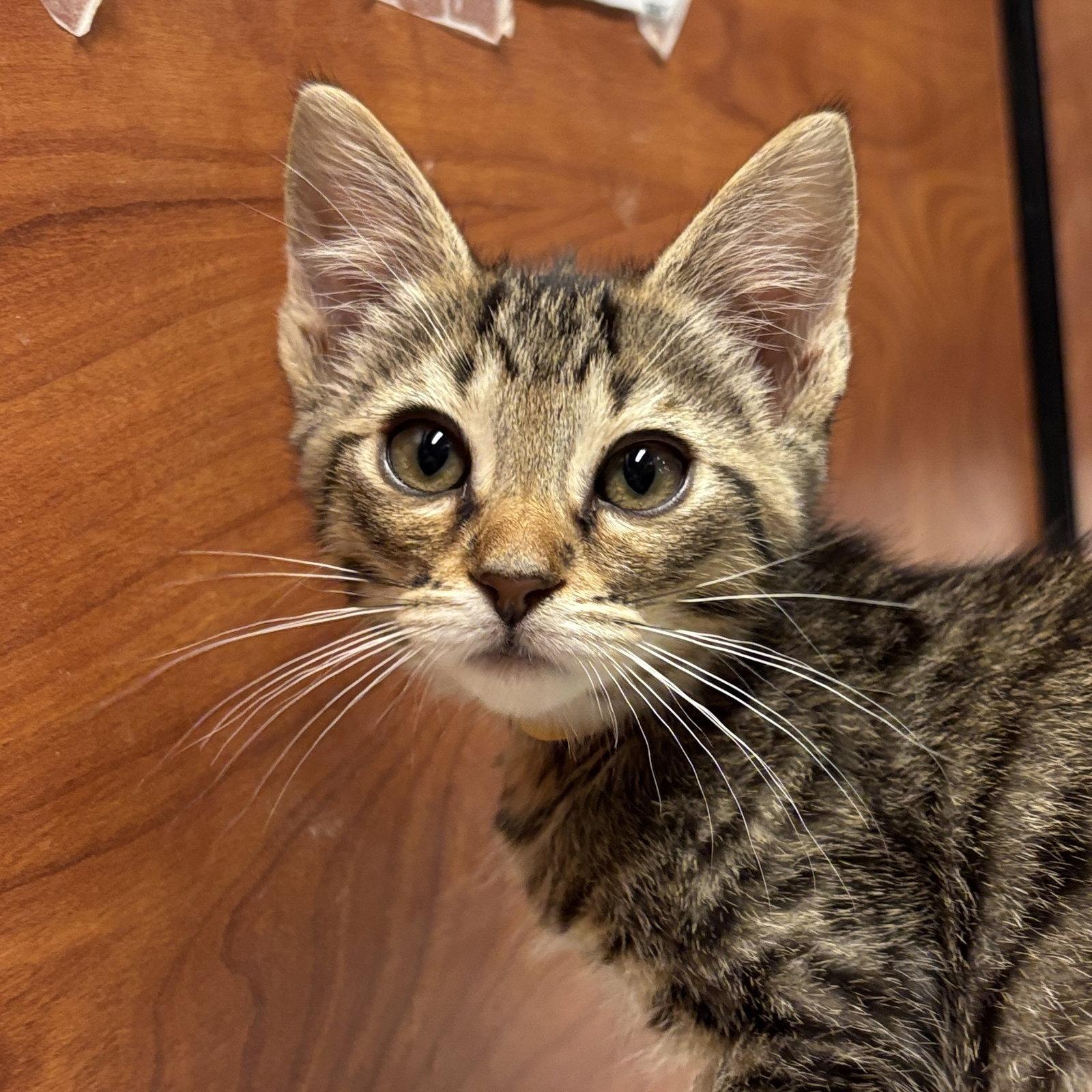 Haru, Adoptable, Kitten Female Domestic Short Hair.