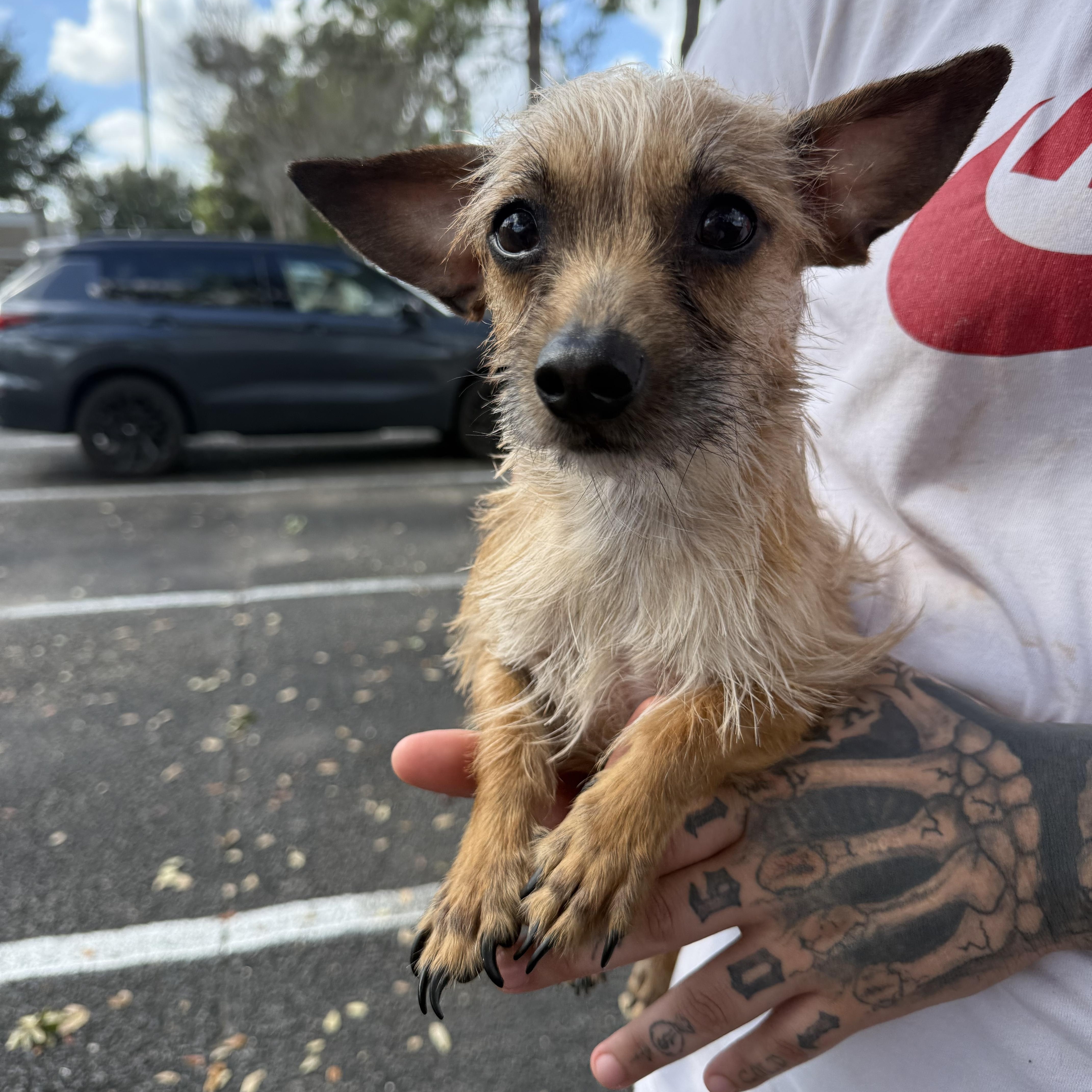 Enlarge Tom & Jerry , an adopted mixed breed in Tampa, FL image 1/4