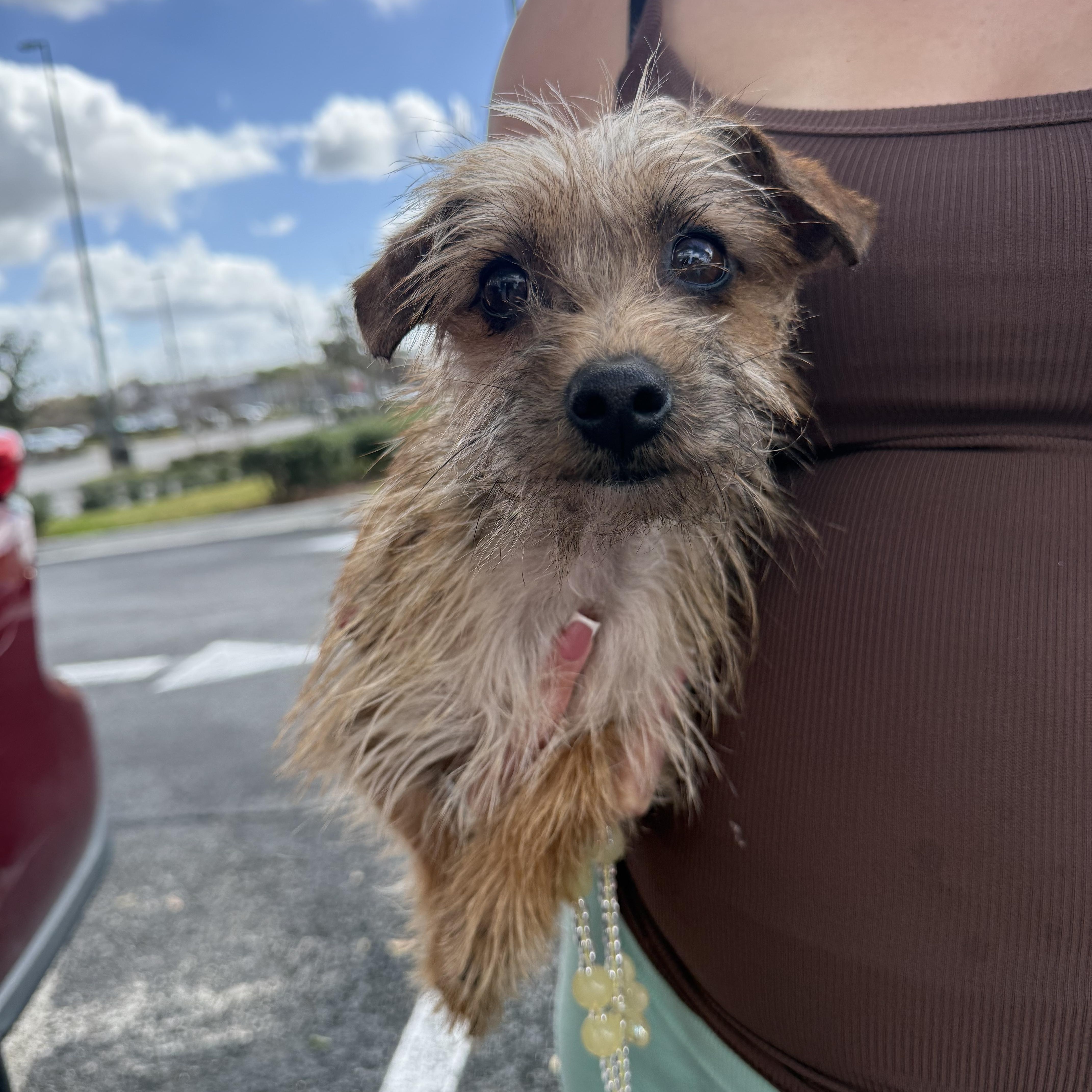 Enlarge Tom & Jerry , an adopted mixed breed in Tampa, FL image 4/4