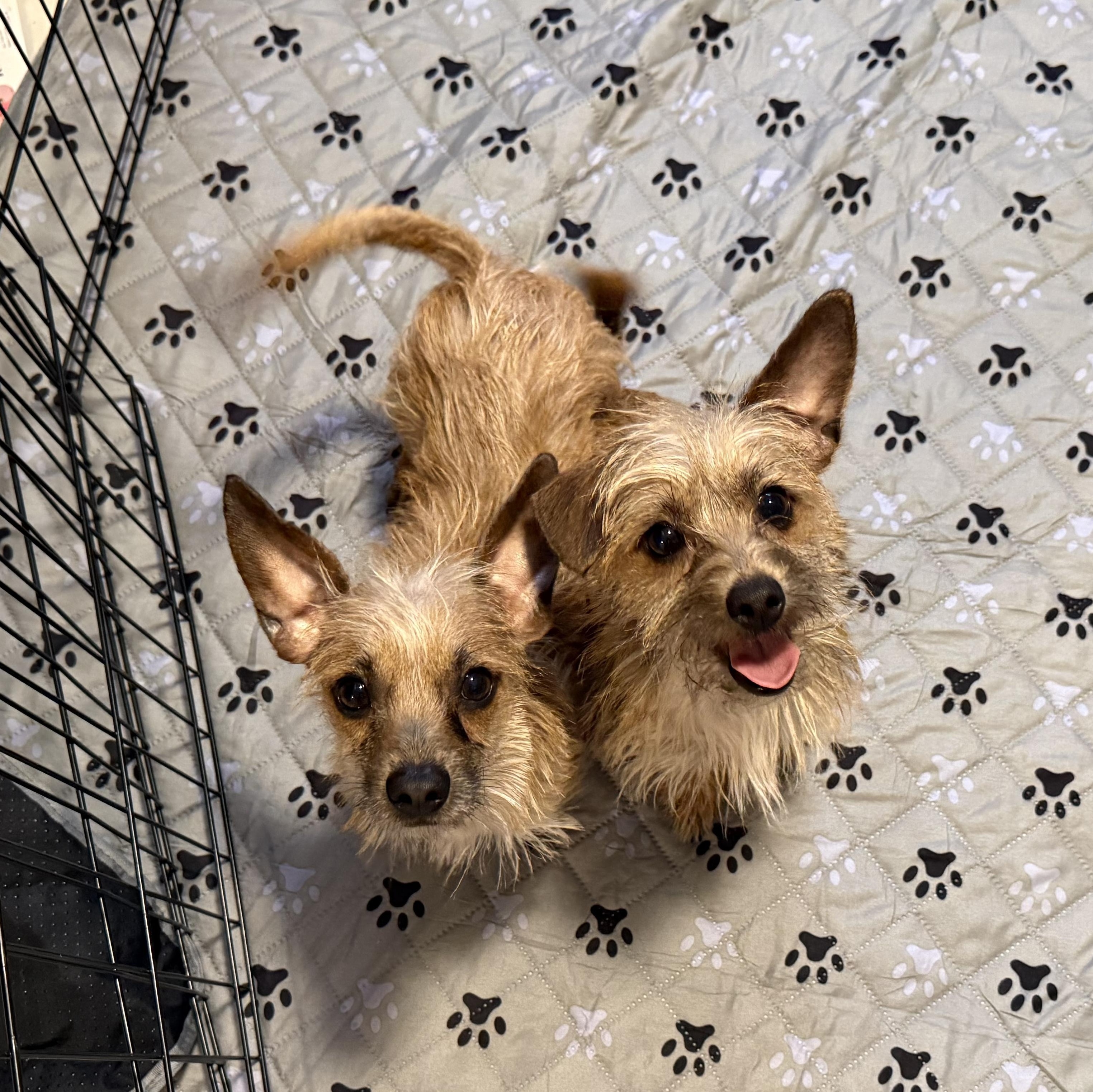 Enlarge Tom & Jerry , an adopted mixed breed in Tampa, FL image 3/4