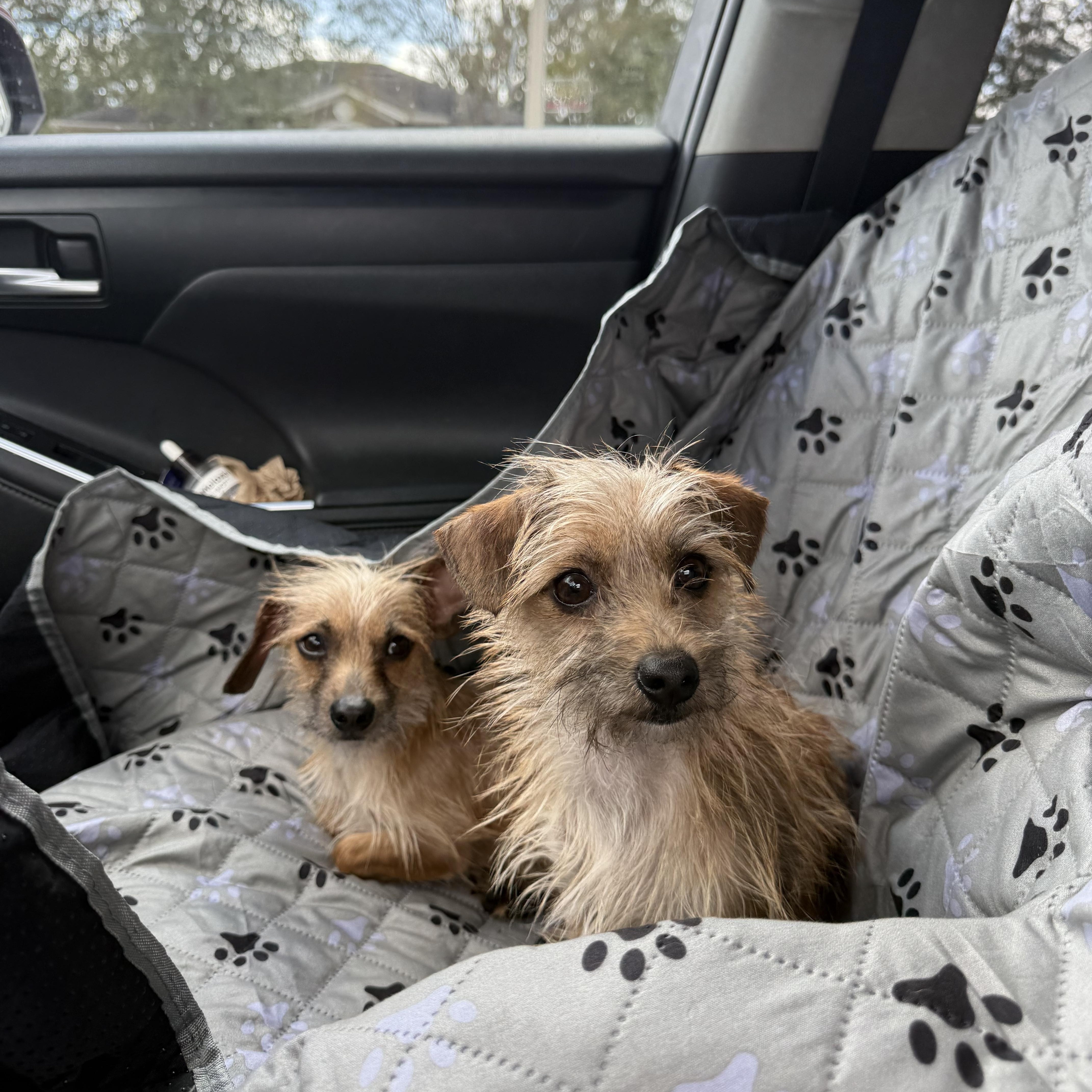 Enlarge Tom & Jerry , an adopted mixed breed in Tampa, FL image 2/4