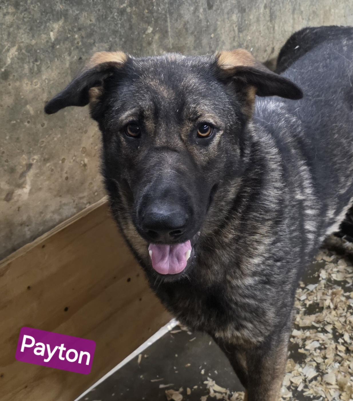 Payton, ADOPTABLE, Young Female German Shepherd Dog.