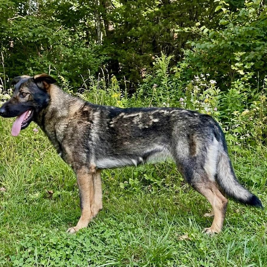 Enlarge Payton, a ADOPTABLE German Shepherd Dog in Wheelersburg, OH image 2/3