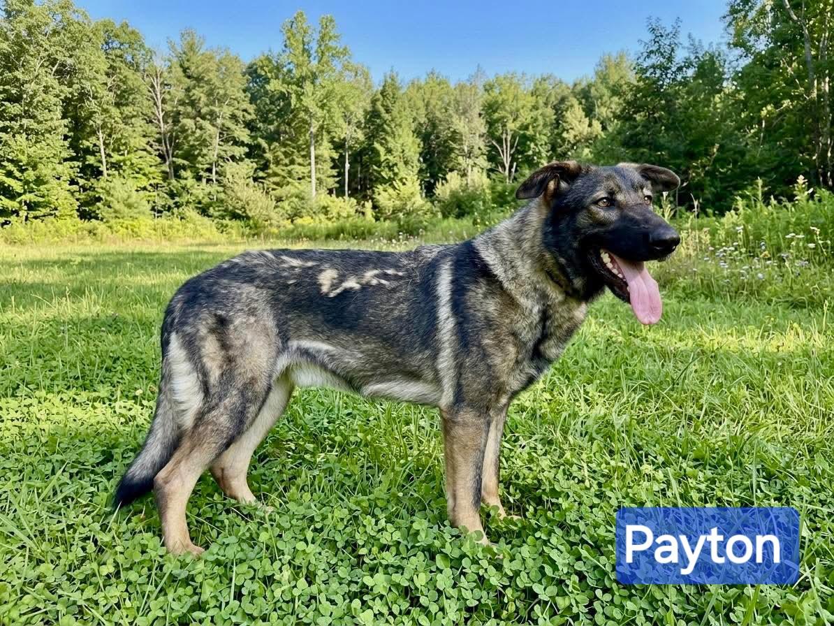 Enlarge Payton, a ADOPTABLE German Shepherd Dog in Wheelersburg, OH image 3/3