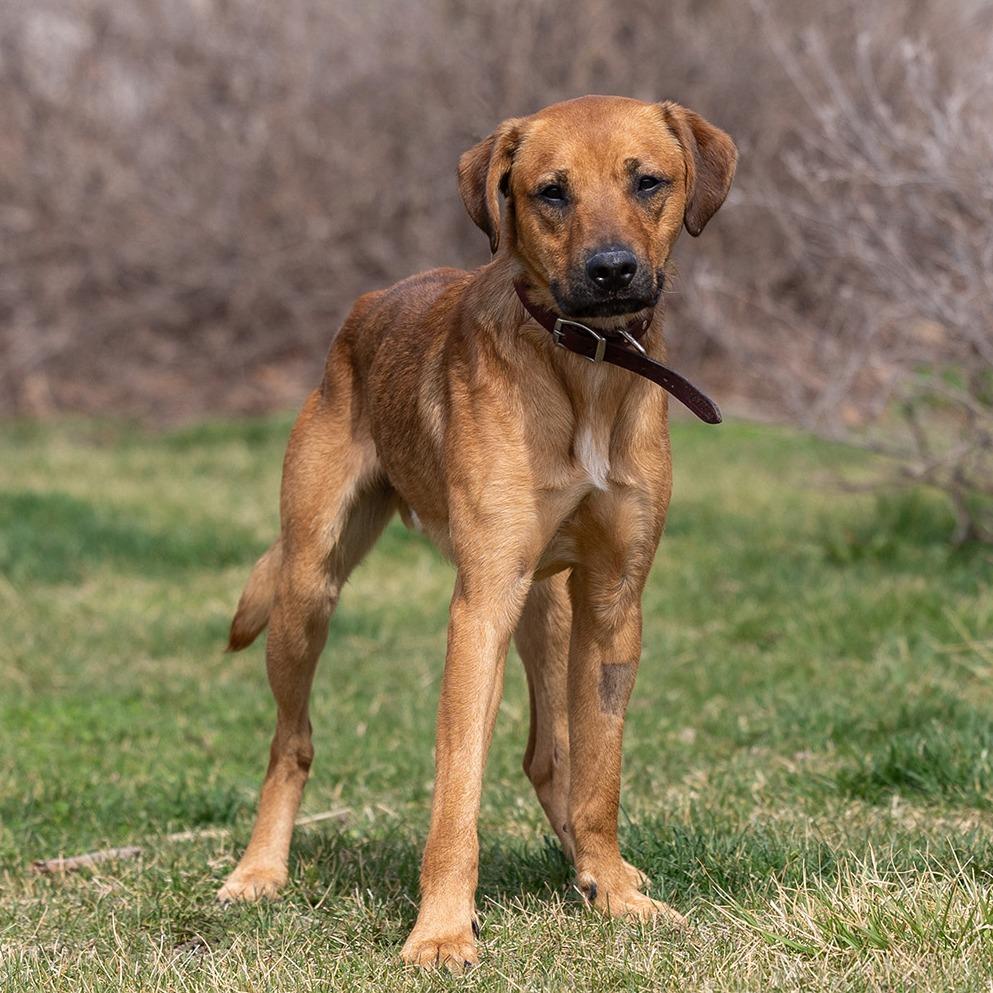 Enlarge Tank, a Adoptable mixed breed in Council Bluffs, IA image 1/4