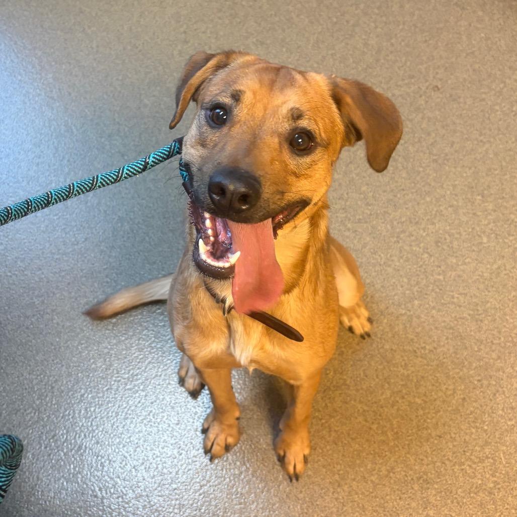 Enlarge Tank, a Adoptable mixed breed in Council Bluffs, IA image 2/4