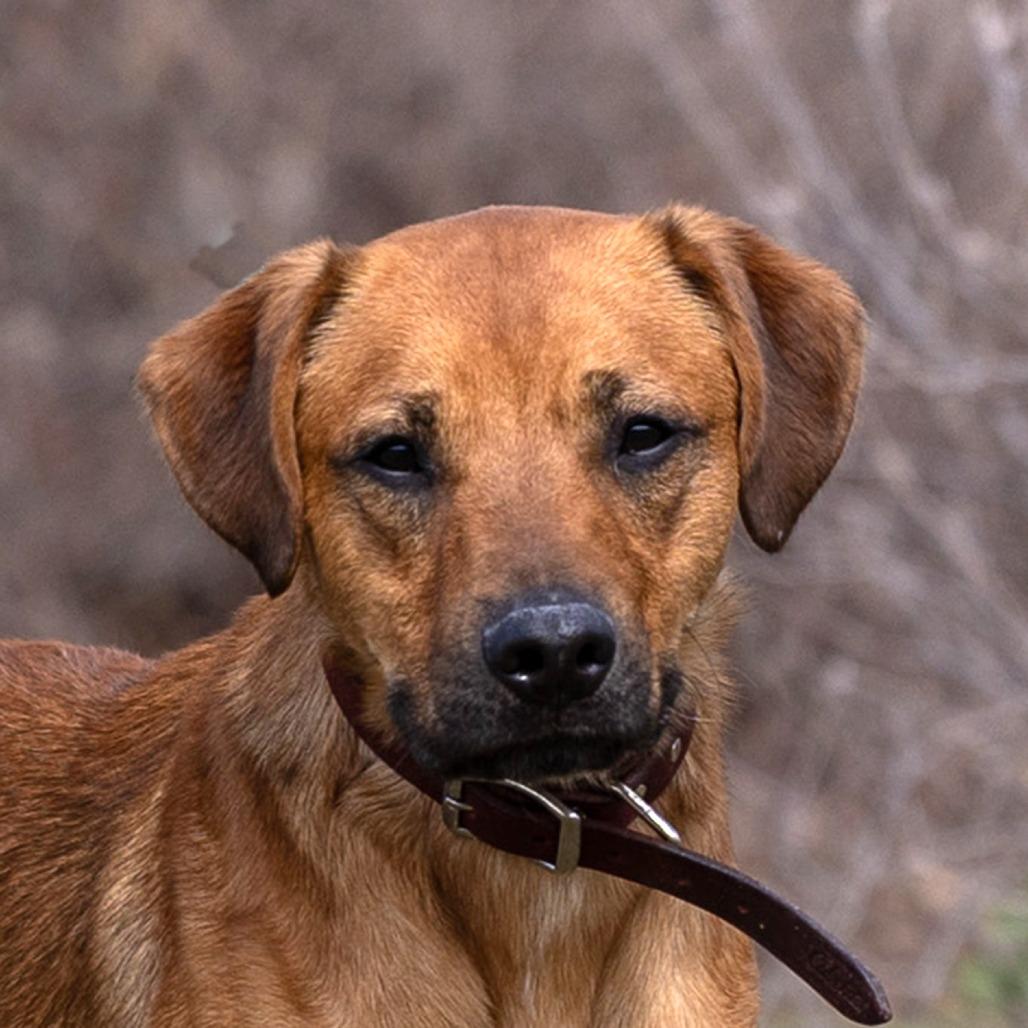 Enlarge Tank, a Adoptable mixed breed in Council Bluffs, IA image 3/4