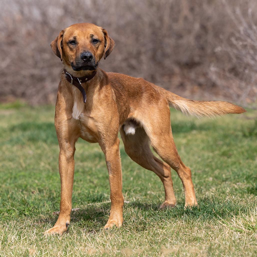 Enlarge Tank, a Adoptable mixed breed in Council Bluffs, IA image 4/4