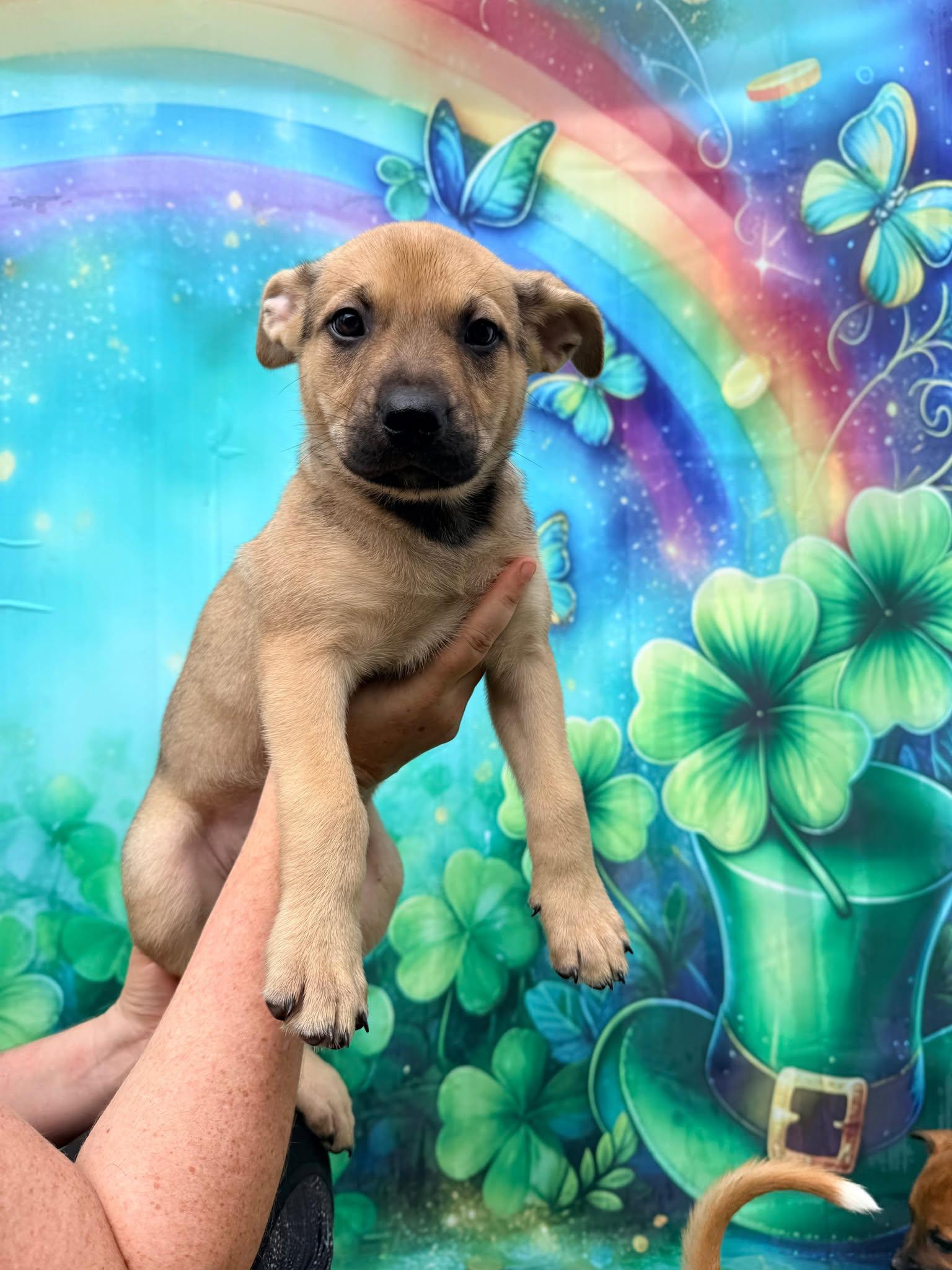 Milan, Adoptable, Puppy Female Terrier.