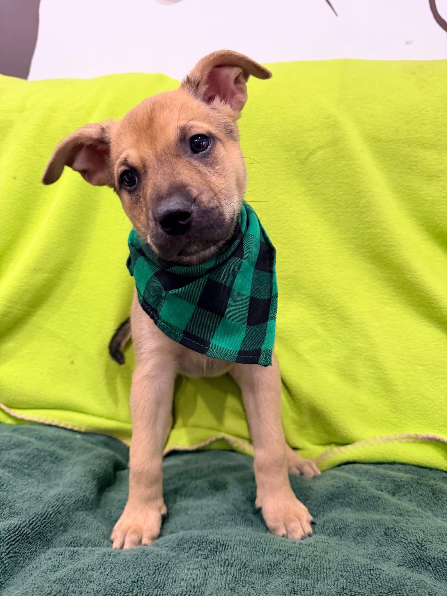 Enlarge Milan, a Adoptable Terrier in Pompano Beach, FL image 2/3