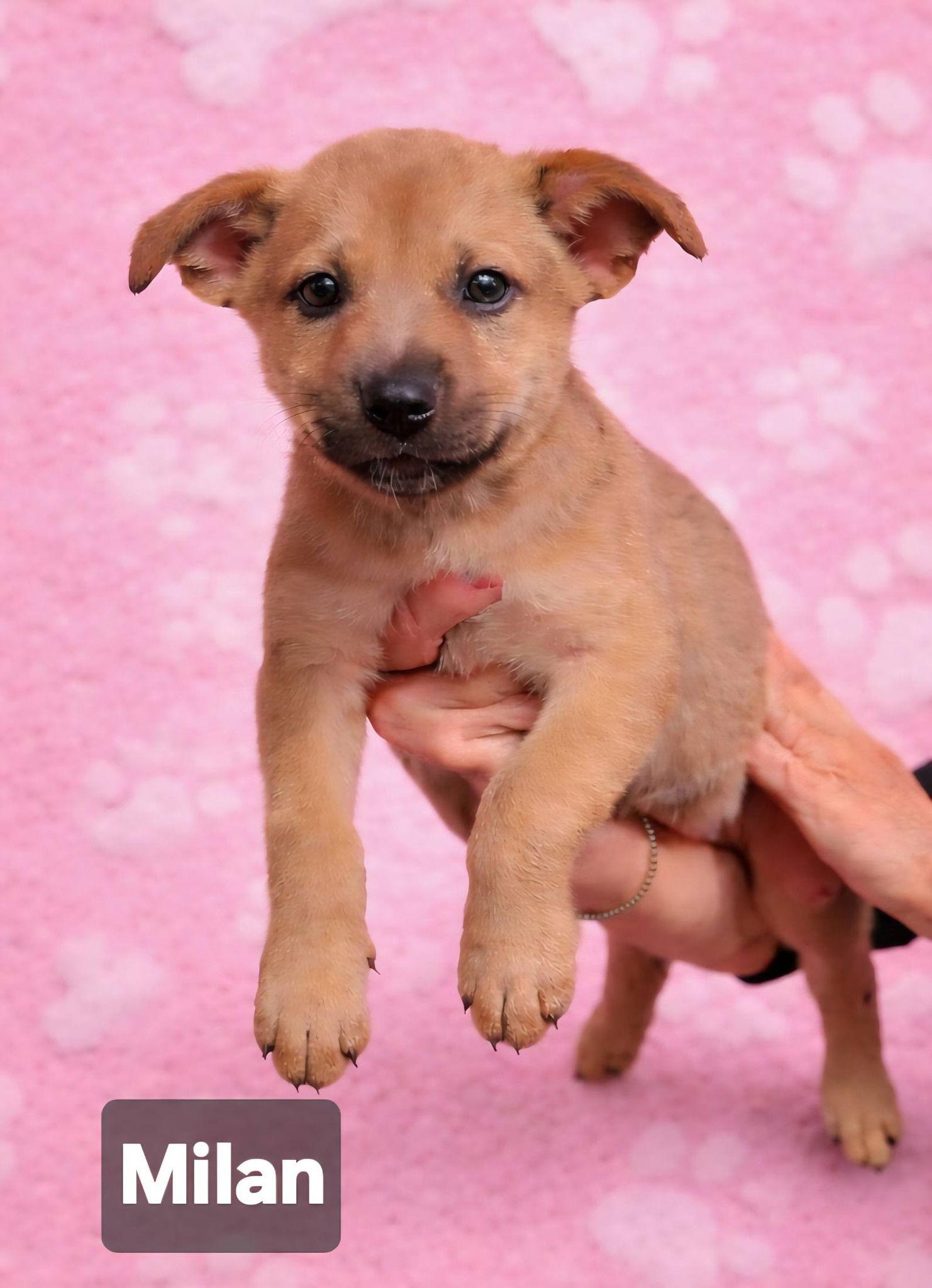 Enlarge Milan, a Adoptable Terrier in Pompano Beach, FL image 3/3