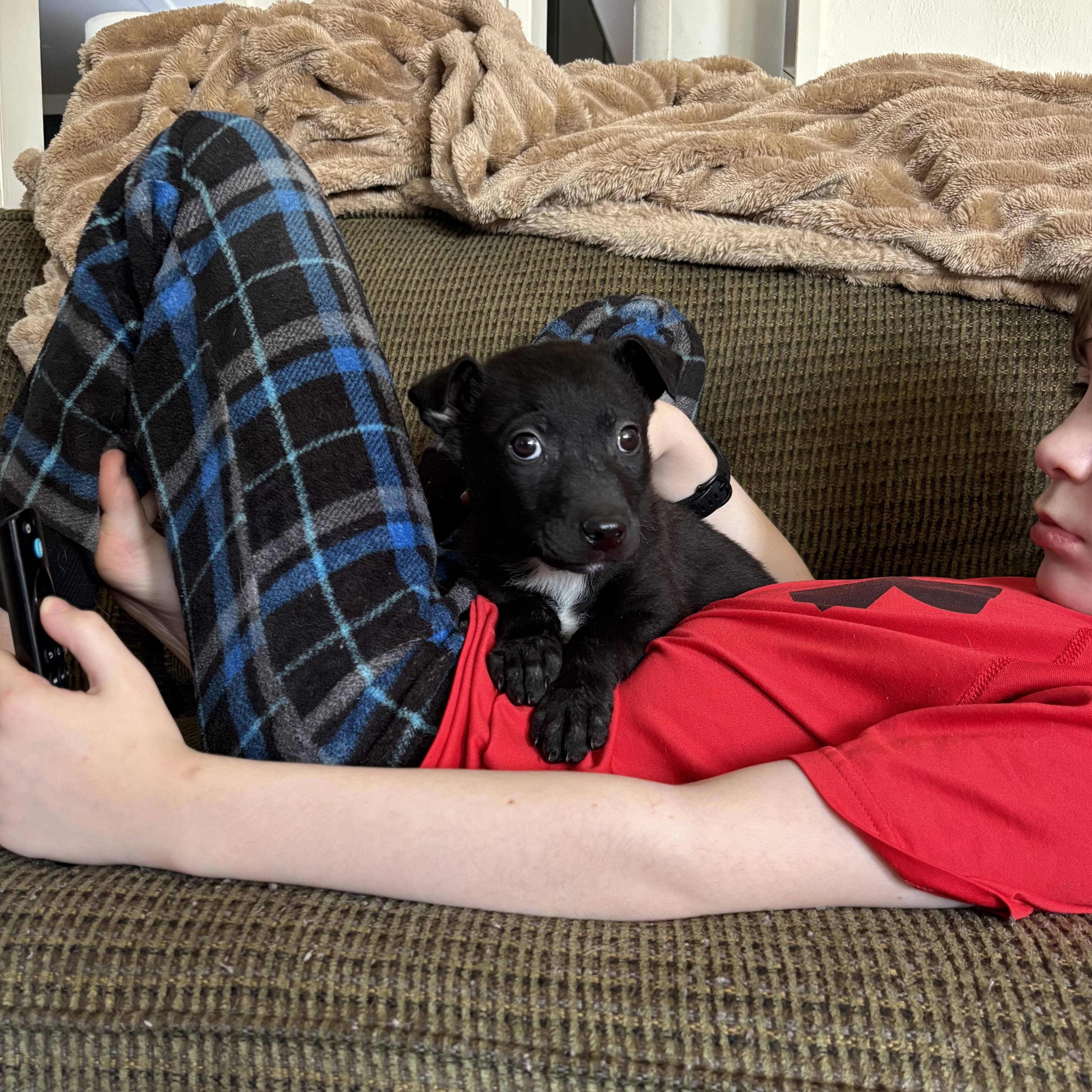 Enlarge Nyx, a ADOPTABLE mixed breed in Monroe, WA image 3/6