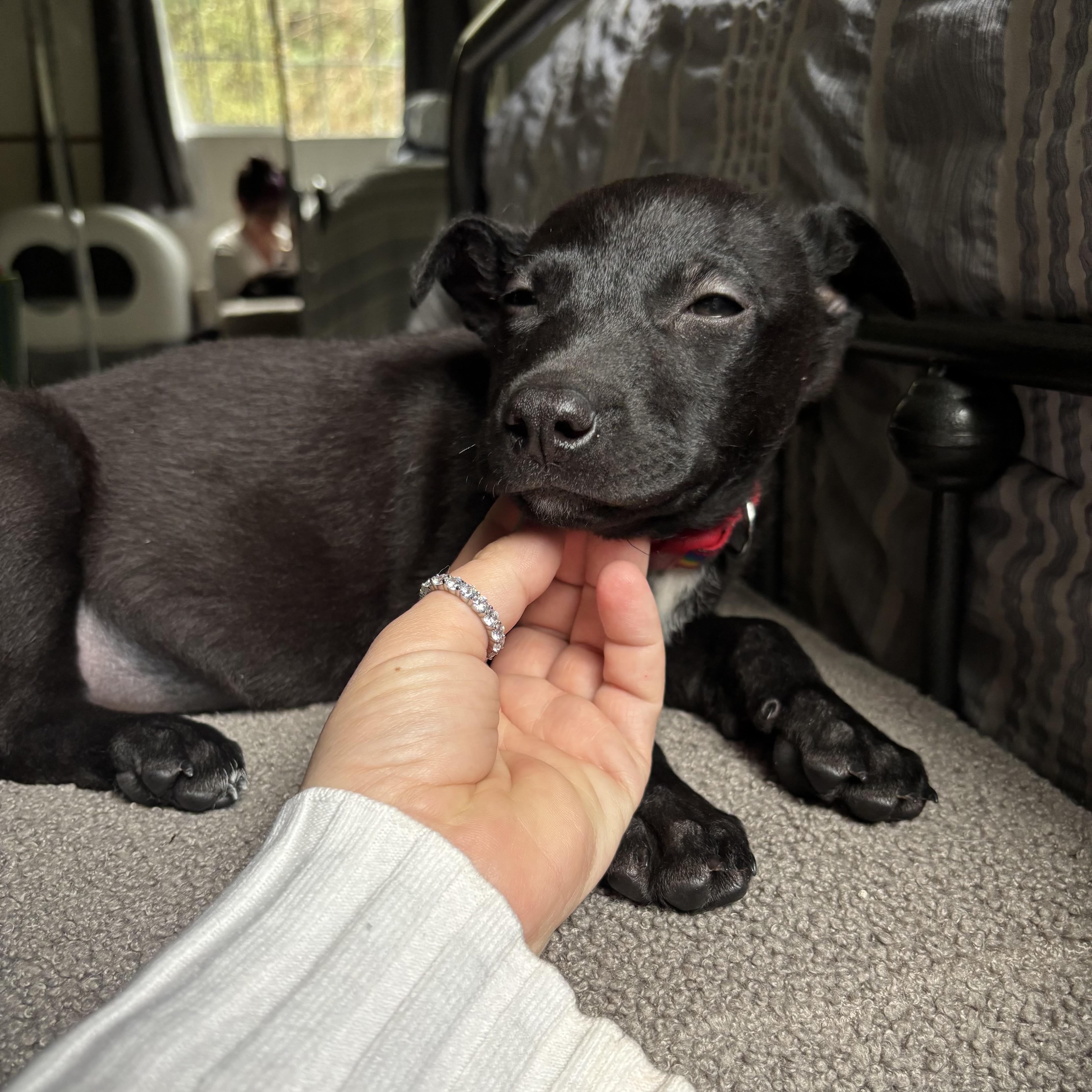 Enlarge Nyx, a ADOPTABLE mixed breed in Monroe, WA image 4/6