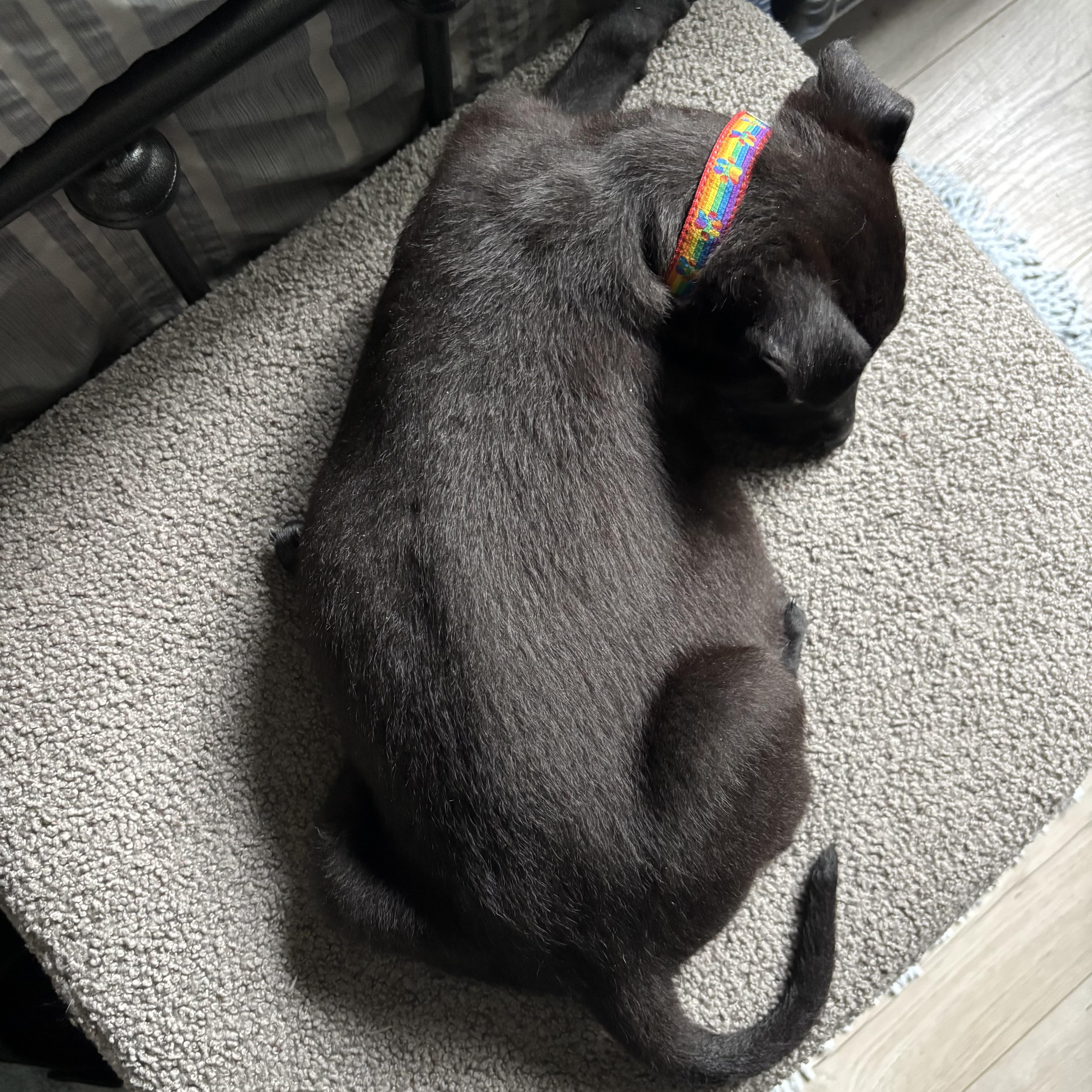 Enlarge Nyx, a ADOPTABLE mixed breed in Monroe, WA image 6/6