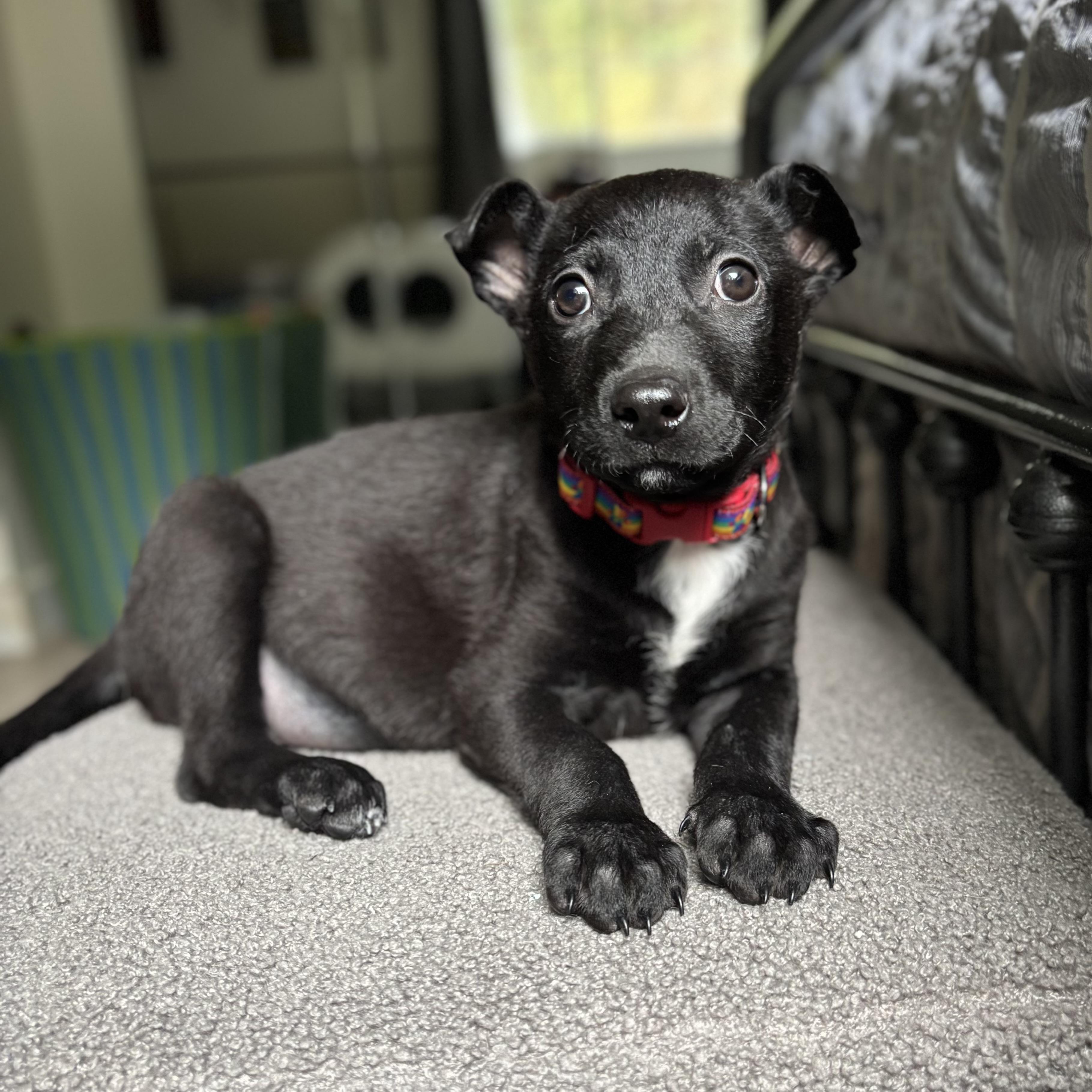 Nyx, ADOPTABLE, Puppy Female Black Labrador Retriever & Terrier.