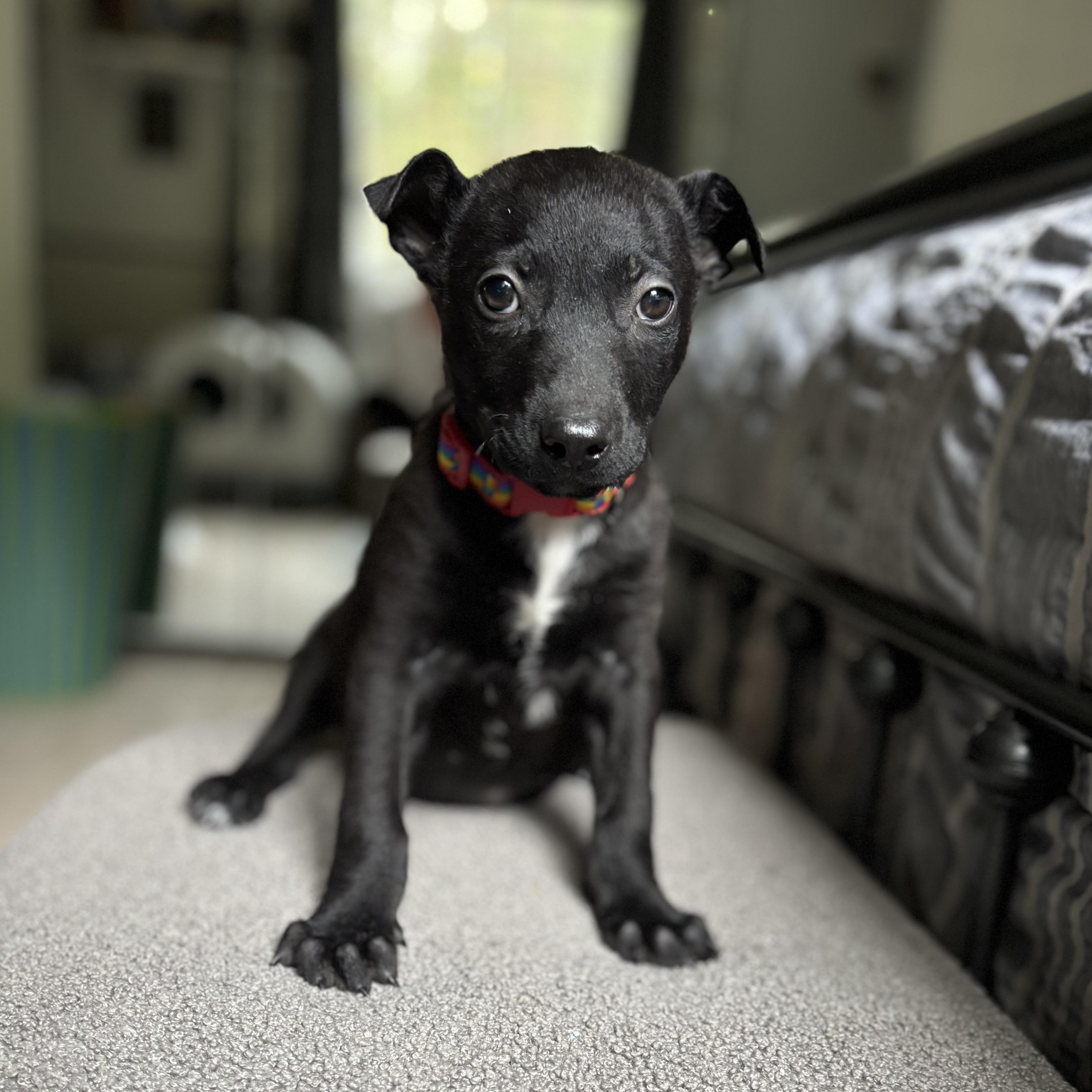 Enlarge Nyx, a ADOPTABLE mixed breed in Monroe, WA image 2/6