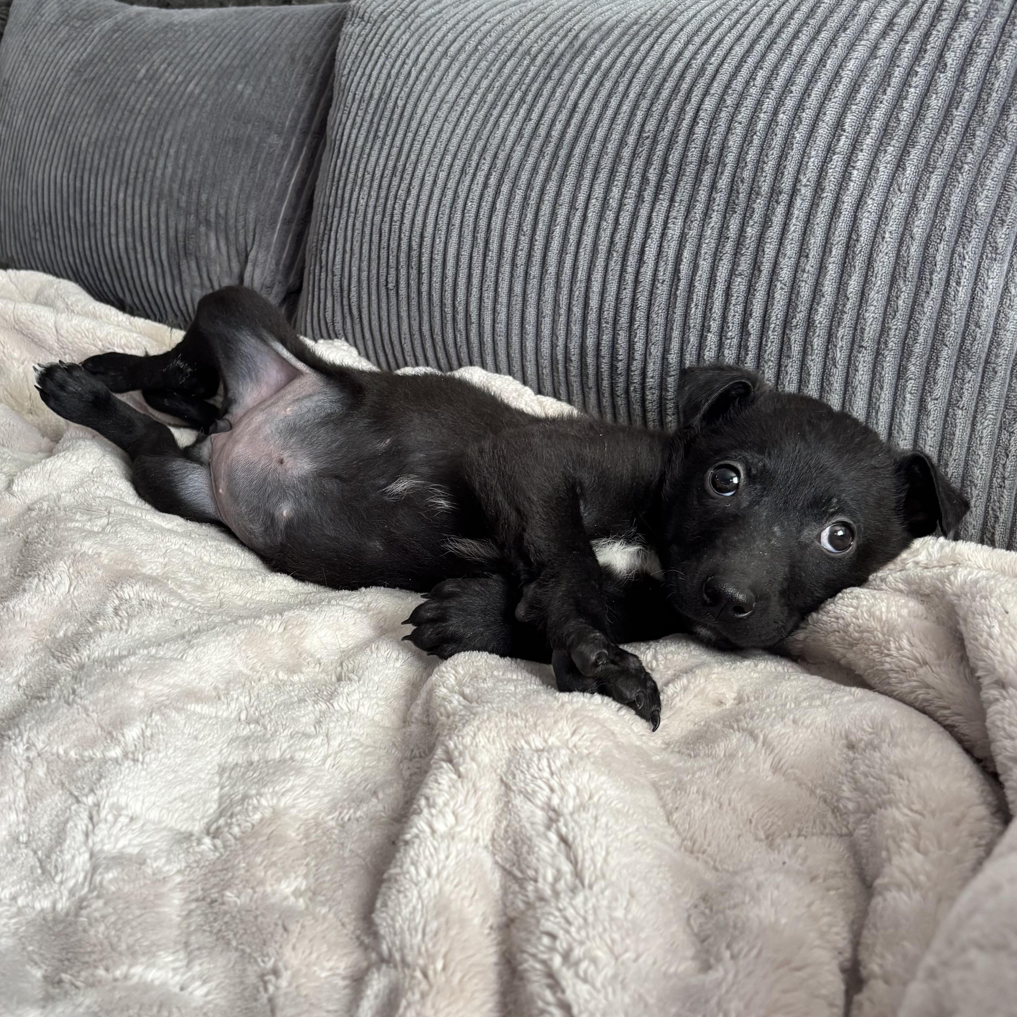 Enlarge Nyx, a ADOPTABLE mixed breed in Monroe, WA image 5/6