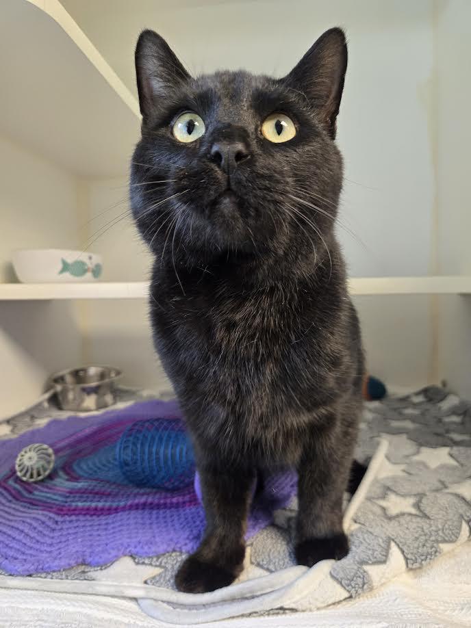 Enlarge Lloyd the Void, an adopted mixed breed in Bellingham, WA image 2/3