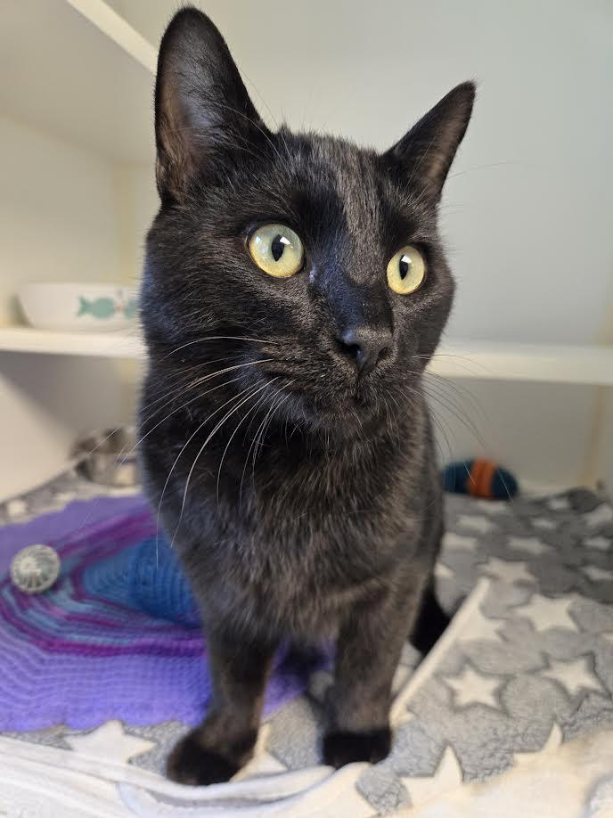 Enlarge Lloyd the Void, an adopted mixed breed in Bellingham, WA image 1/3