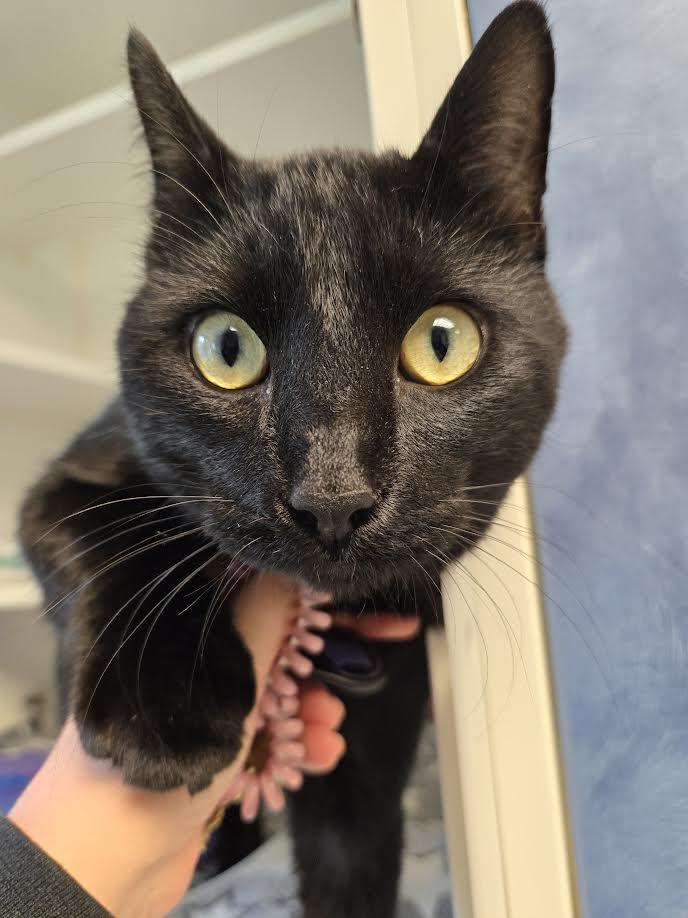 Enlarge Lloyd the Void, an adopted mixed breed in Bellingham, WA image 3/3