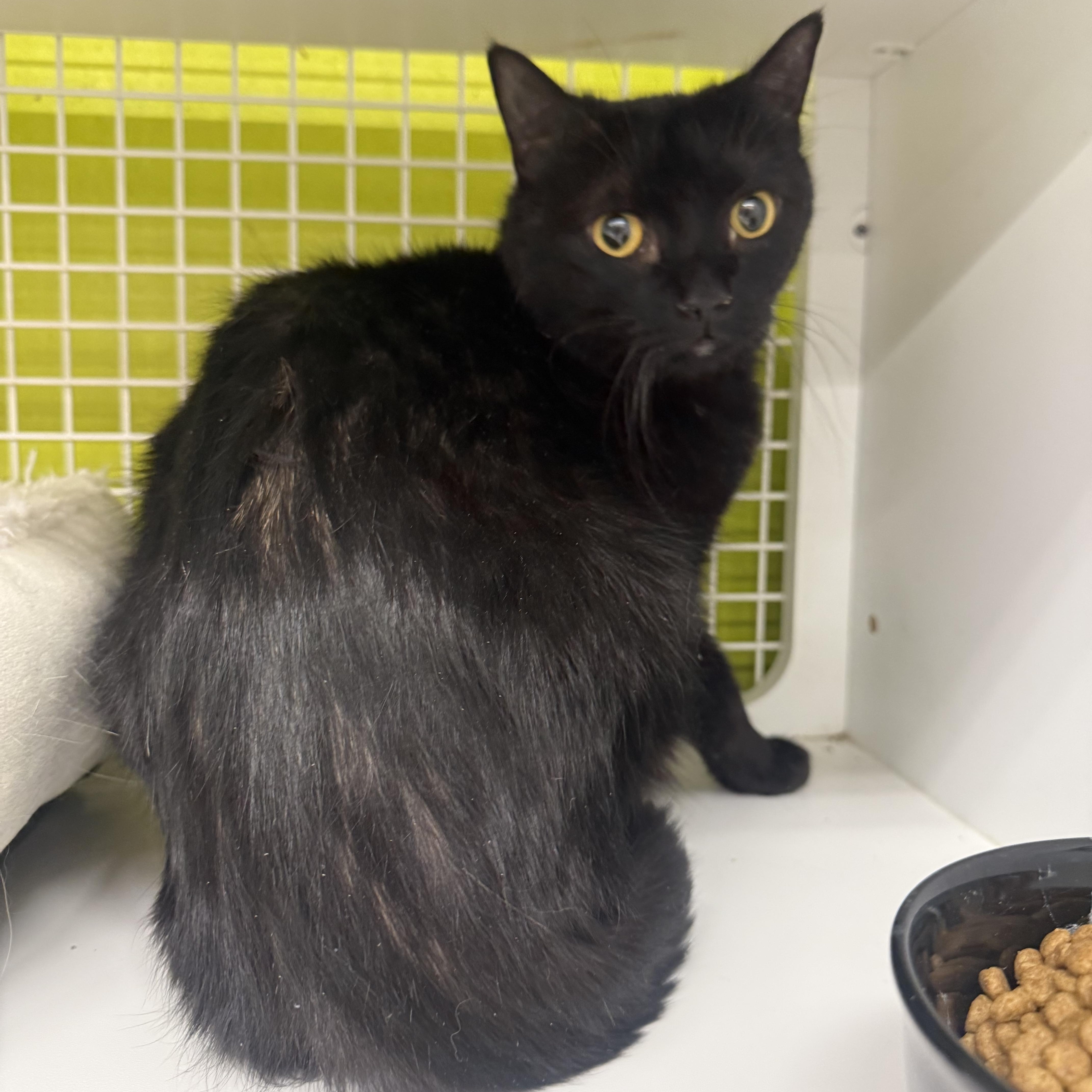 Neverlost , ADOPTABLE, Adult Female Burmese.