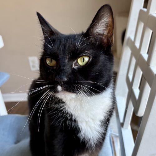 Alan Cash Quatermain, Adoptable, Young Male Tuxedo & Domestic Short Hair.
