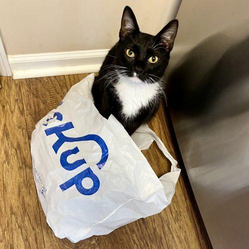 Enlarge Alan Cash Quatermain, a Adoptable mixed breed in Knoxville, TN image 2/5