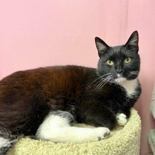 Enlarge Alan Cash Quatermain, a Adoptable mixed breed in Knoxville, TN image 3/5