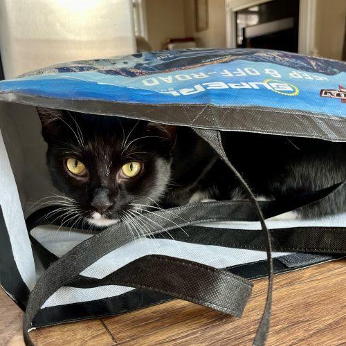 Enlarge Alan Cash Quatermain, a Adoptable mixed breed in Knoxville, TN image 4/5