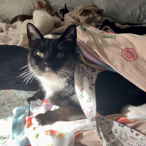 Enlarge Alan Cash Quatermain, a Adoptable mixed breed in Knoxville, TN image 5/5