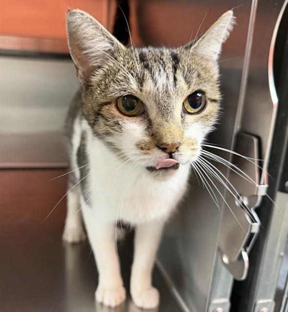 DUTCHES, Adoptable, Senior Female Domestic Short Hair.