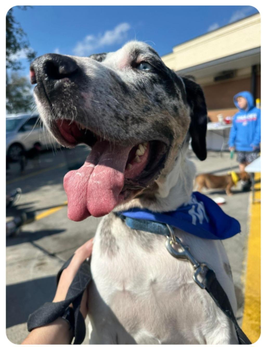 Enlarge Ernie, a Adoptable Catahoula Leopard Dog in Colleyville, TX image 5/5