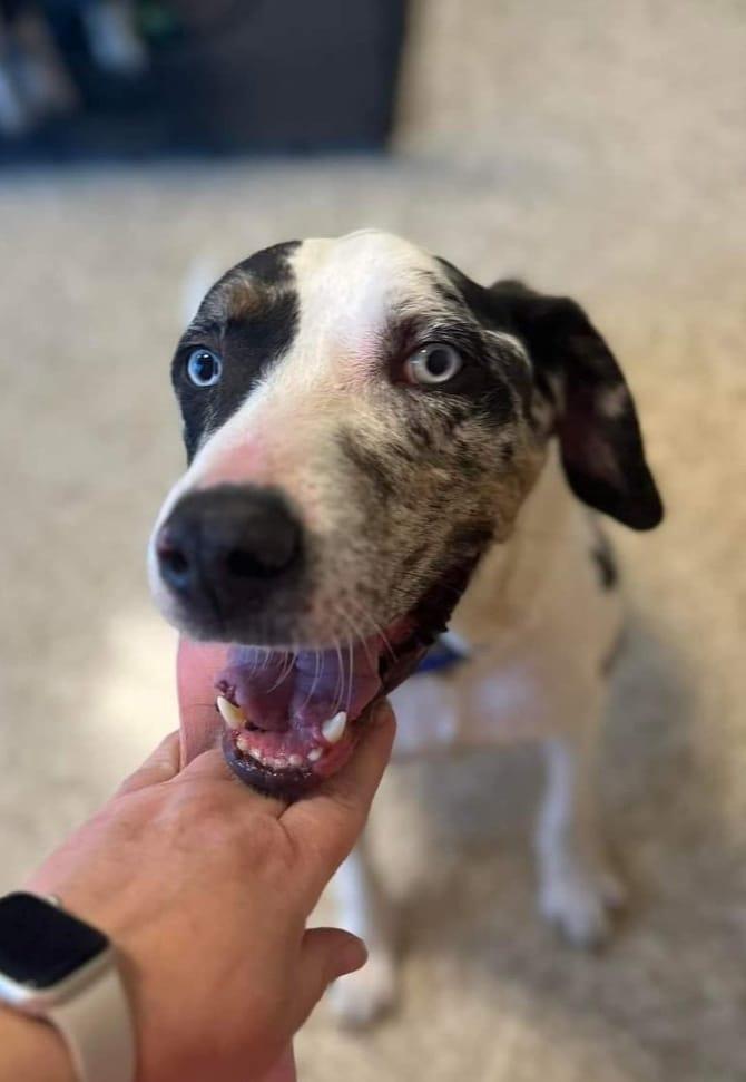 Enlarge Ernie, a Adoptable Catahoula Leopard Dog in Colleyville, TX image 1/5