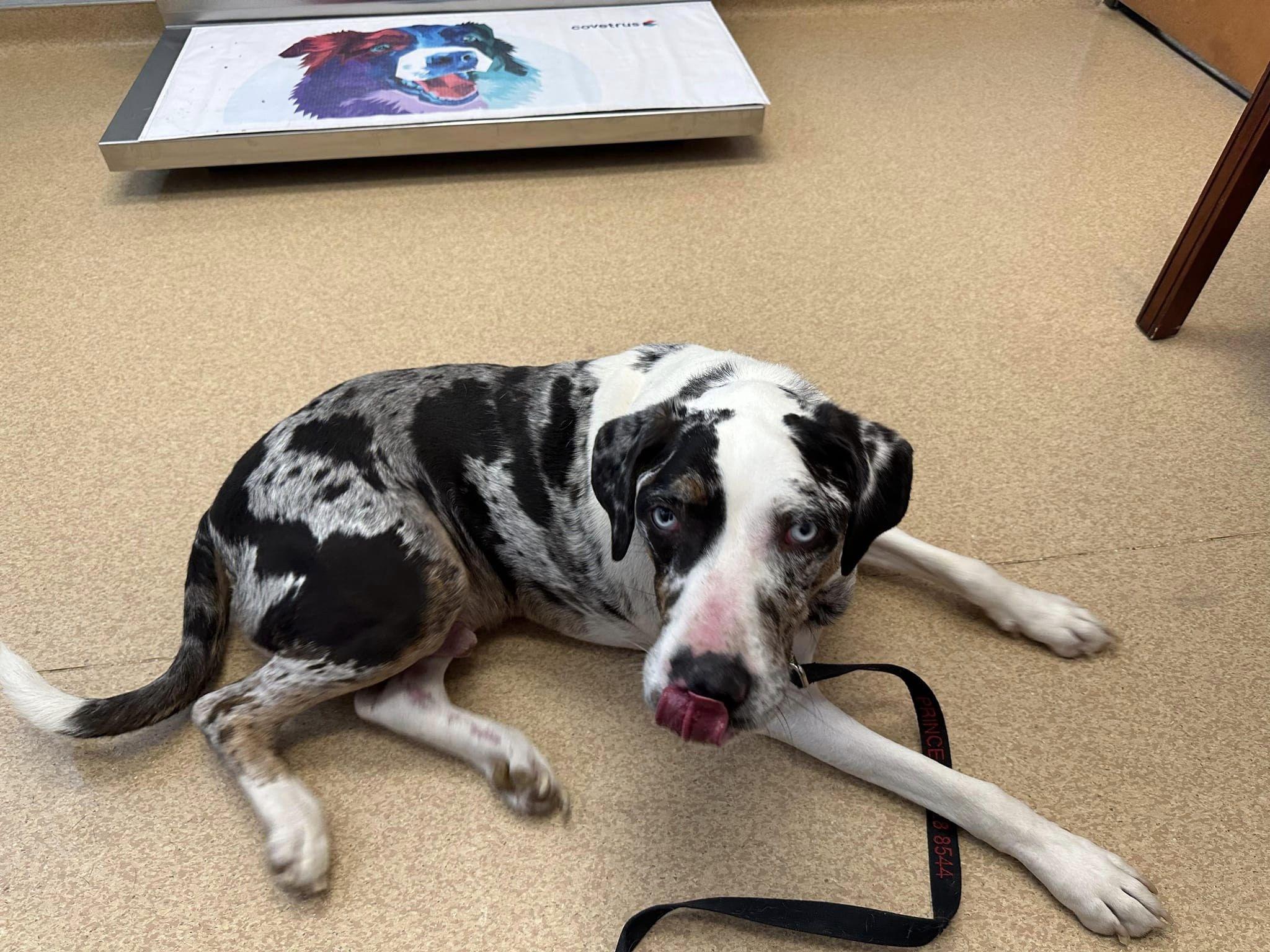 Enlarge Ernie, a Adoptable Catahoula Leopard Dog in Colleyville, TX image 3/5